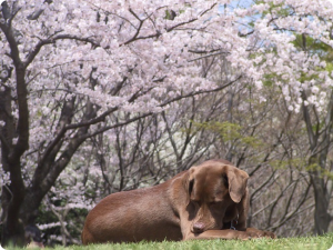 2019April2