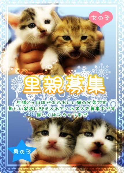 nekosatooya
